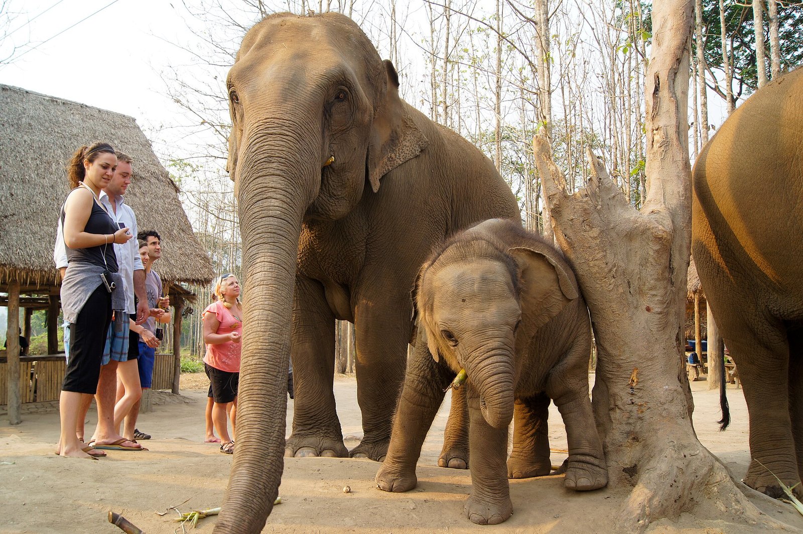 Ethical Elephant Sanctuaries in Thailand: What Responsible Travelers Should Know